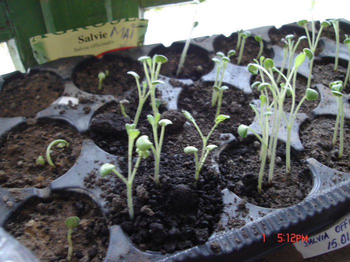 1april2012 - Salvia officinalis