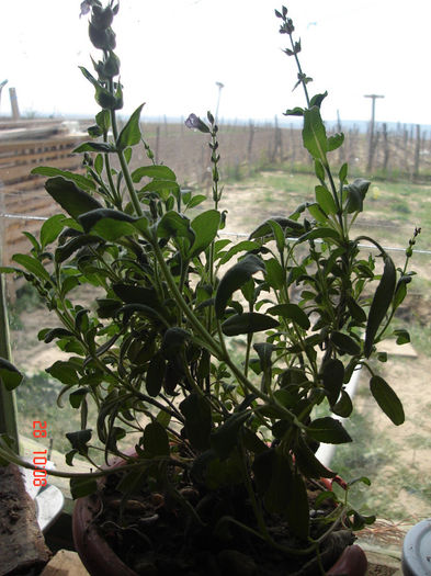 28april2013 - Salvia officinalis