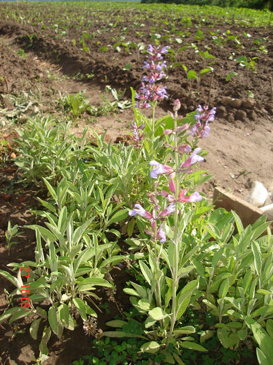 5mai2013 - Salvia officinalis