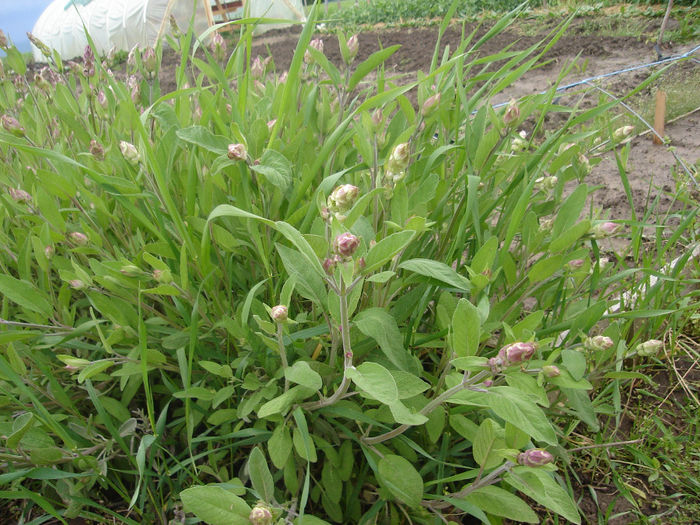 15 mai 2014 - Salvia officinalis
