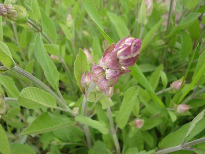 15 mai 2014 - Salvia officinalis