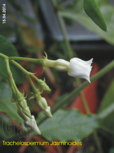 Trachelospermum Jasminoides; Primii boboci...
