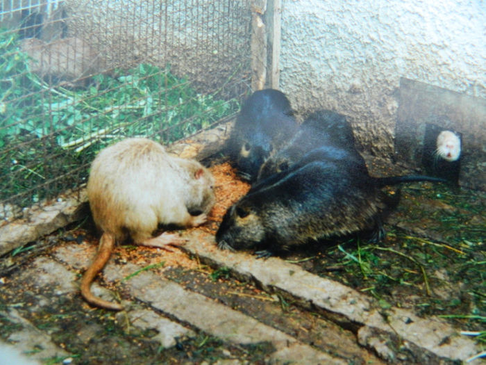 Nutrii acum 20 de ani..........