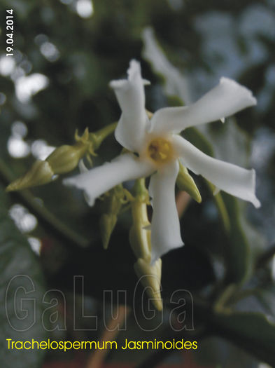 Trachelospermum Jasminoides; Prima floare...
