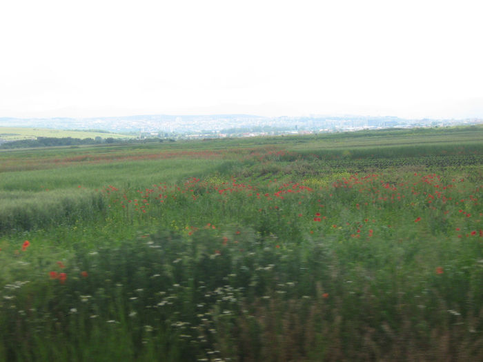 camp cu maci - Natura cu frumusetile ei