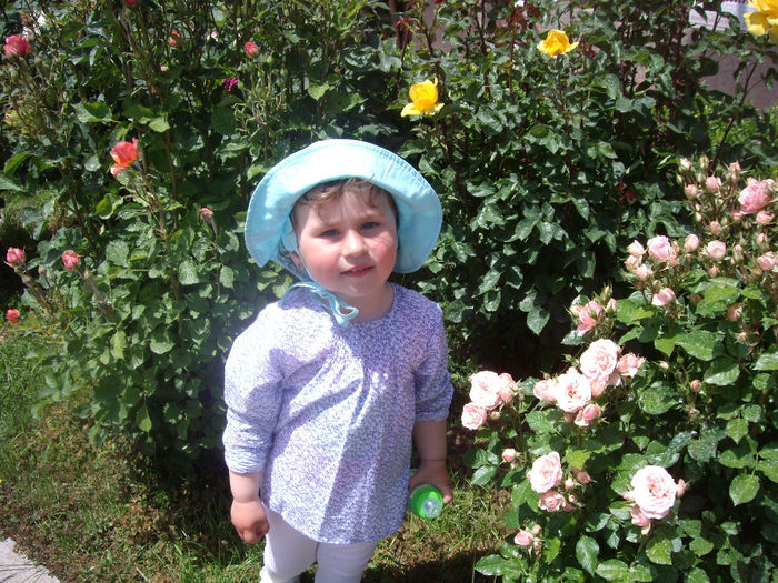 IMGP6558 - flori si trandafiri  - 2014