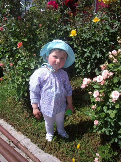 IMGP6559 - flori si trandafiri  - 2014