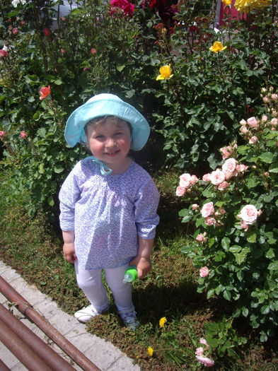 IMGP6560 - flori si trandafiri  - 2014