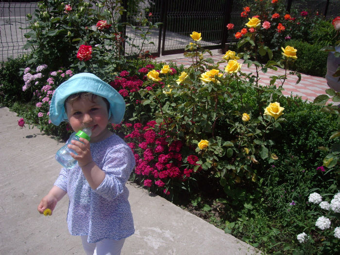 IMGP6562 - flori si trandafiri  - 2014