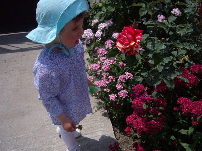 IMGP6563 - flori si trandafiri  - 2014