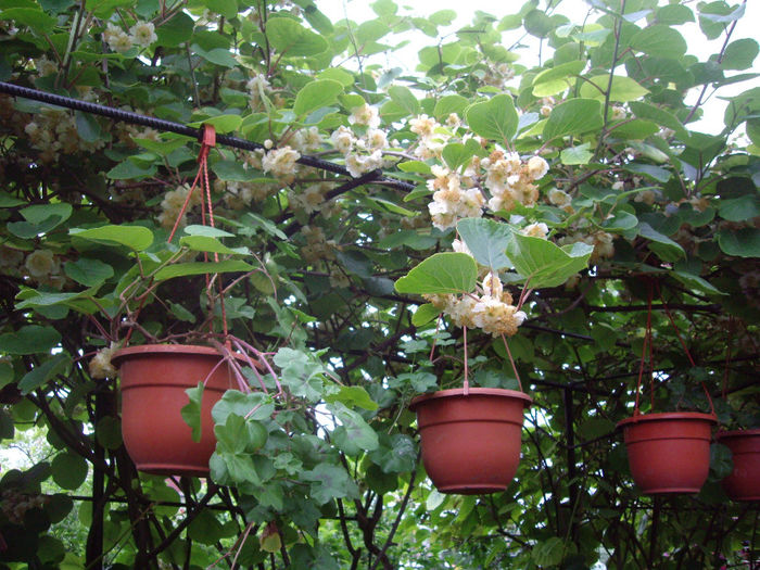 IMGP6564 - flori si trandafiri  - 2014