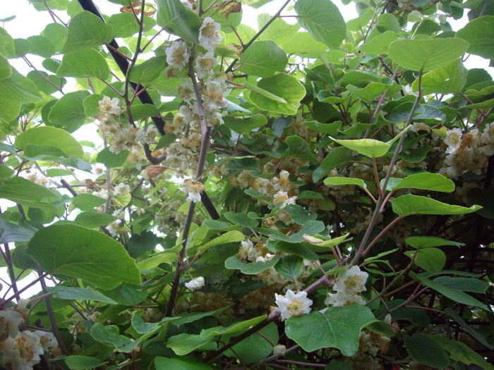 IMGP6566 - flori si trandafiri  - 2014