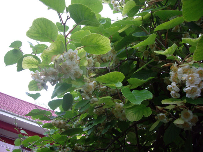 IMGP6568 - flori si trandafiri  - 2014