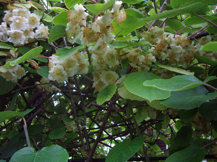 IMGP6569 - flori si trandafiri  - 2014