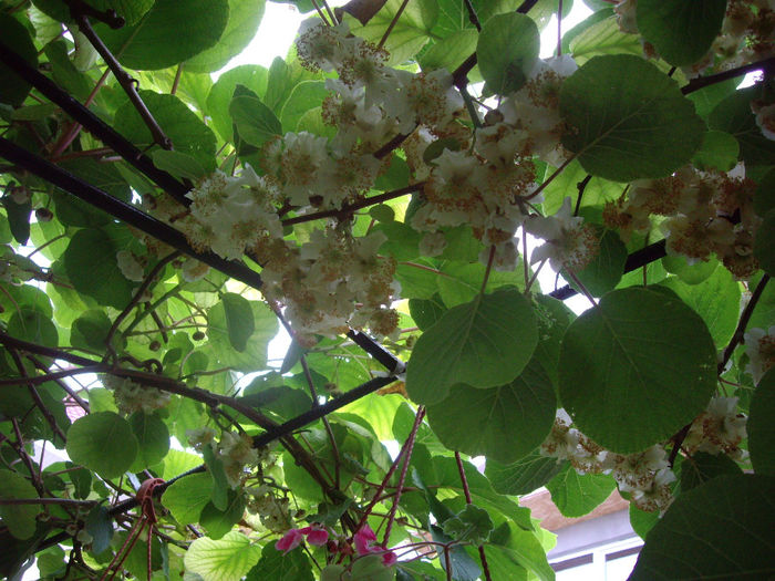 IMGP6570 - flori si trandafiri  - 2014