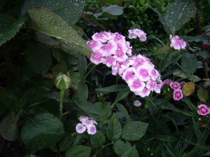 IMGP6574 - flori si trandafiri  - 2014