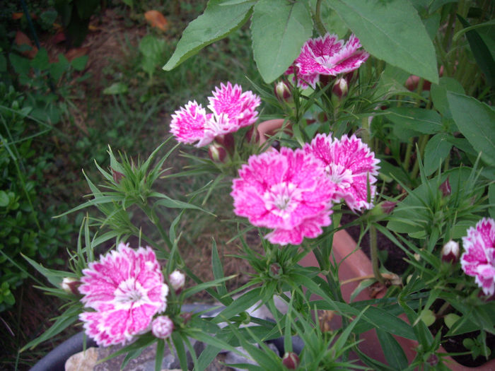 IMGP6575 - flori si trandafiri  - 2014