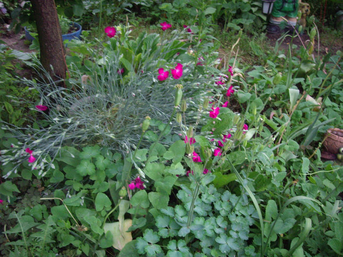 IMGP6576 - flori si trandafiri  - 2014