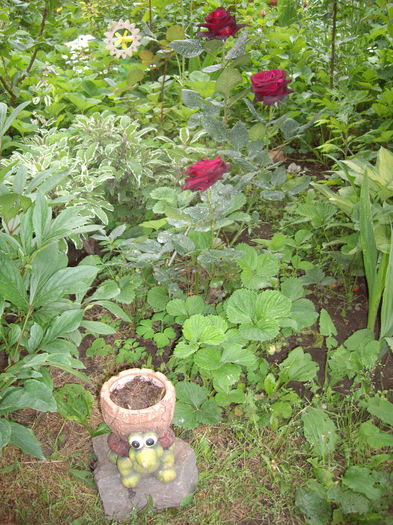 IMGP6584 - flori si trandafiri  - 2014