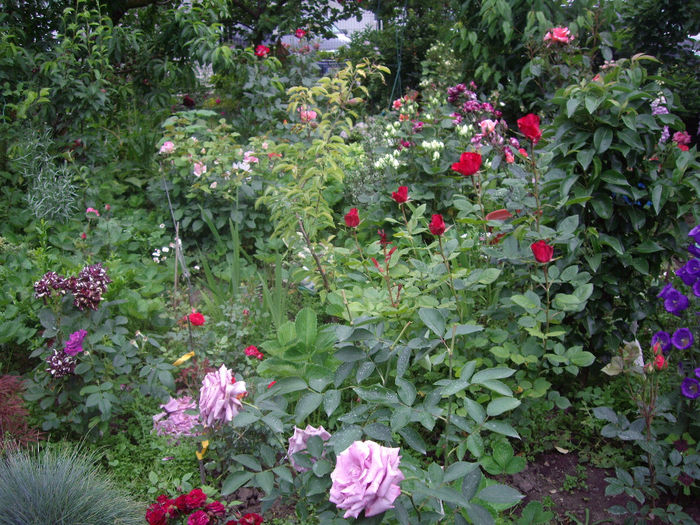 IMGP6723 - flori si trandafiri  - 2014