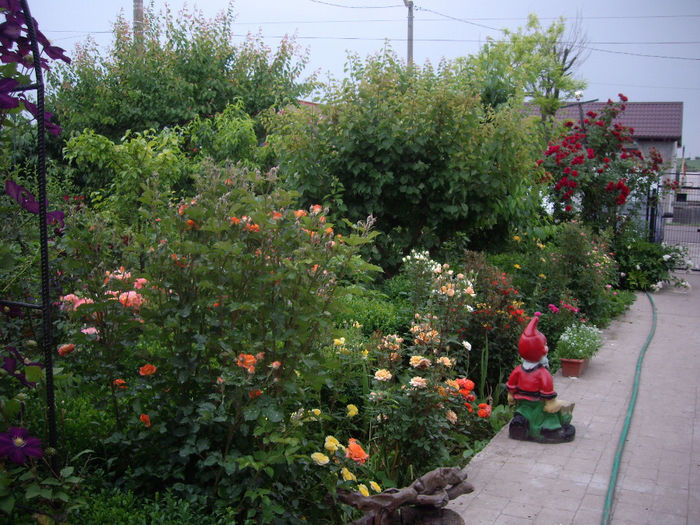 IMGP6737 - flori si trandafiri  - 2014