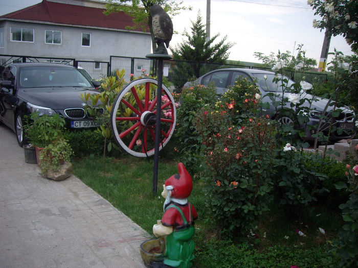 IMGP6740 - flori si trandafiri  - 2014