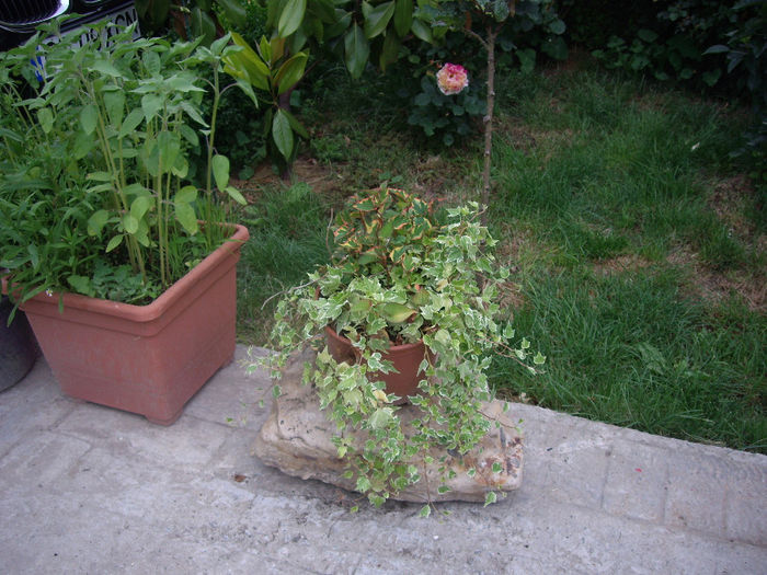 IMGP6741 - flori si trandafiri  - 2014