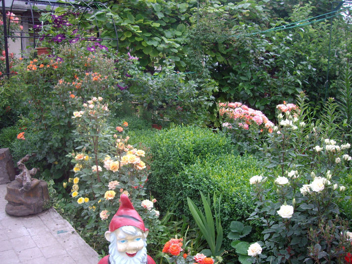 IMGP6742 - flori si trandafiri  - 2014