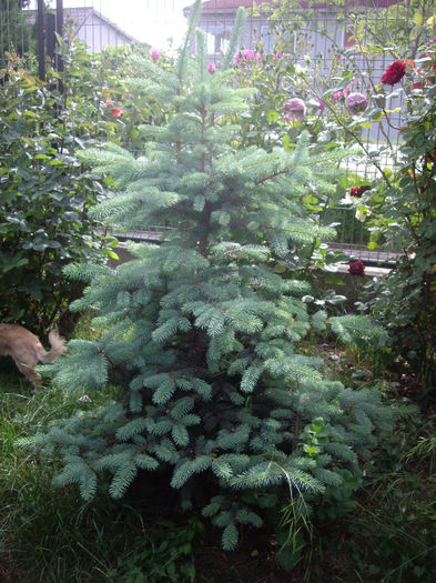 IMGP6788 - flori si trandafiri  - 2014