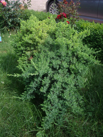 IMGP6789 - flori si trandafiri  - 2014