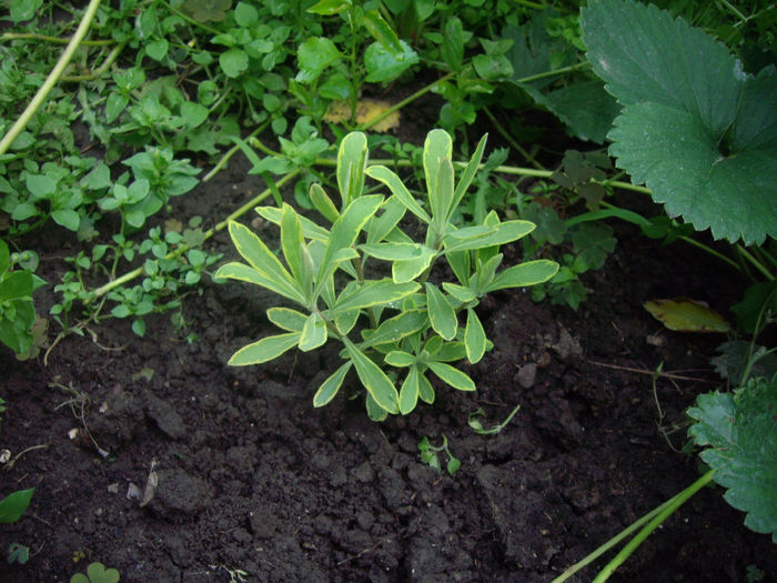 IMGP6817 - flori si trandafiri  - 2014