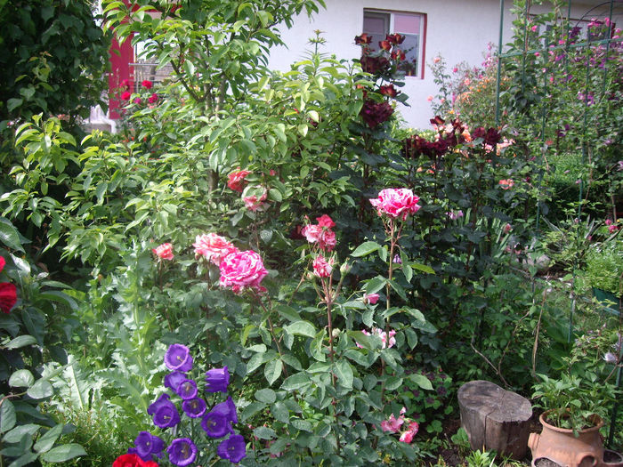 IMGP6823 - flori si trandafiri  - 2014