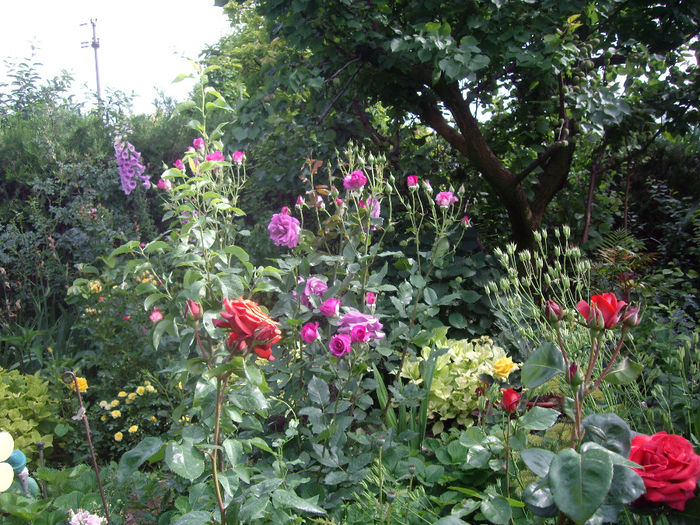 IMGP6825 - flori si trandafiri  - 2014