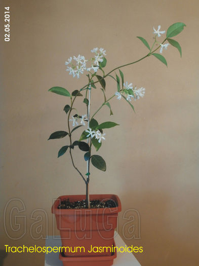 Trachelospermum Jasminoides; Flori...
