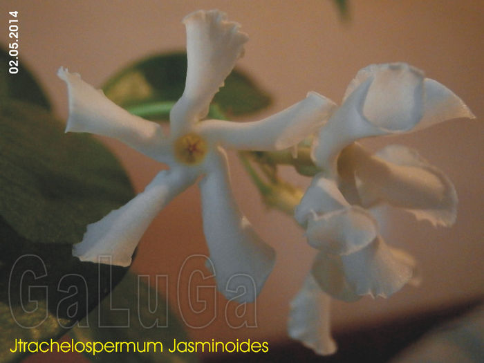 Trachelospermum Jasminoides; Detaliu flori.
