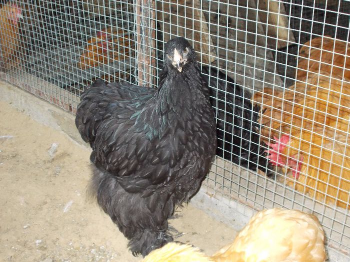 DSCN0315 - POZE TINERET 2014 MAI