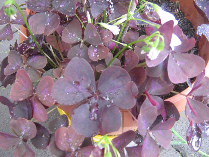 oxalis triangularis 001 - oxalis