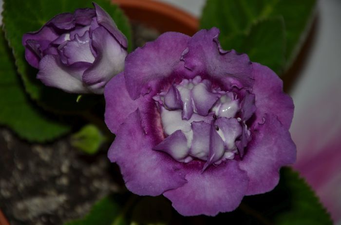 Craiasa Zapezii - Gloxinii 2014