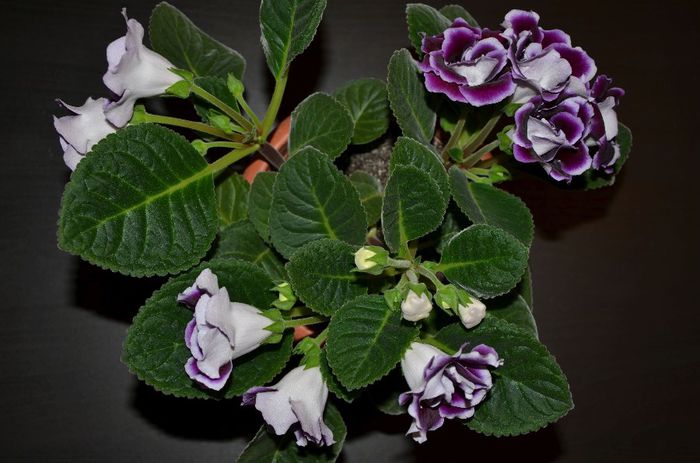 La Belle Dame - Gloxinii 2014