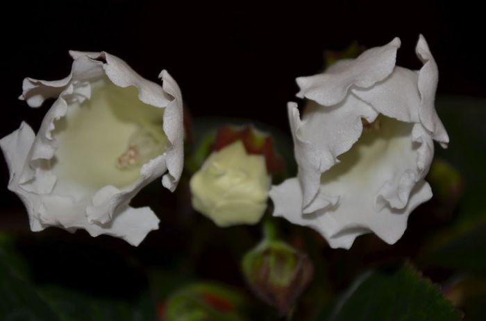 Mont Blank - Gloxinii 2014