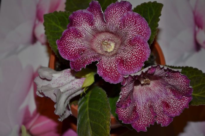 Vishnevaja Metel - Gloxinii 2014