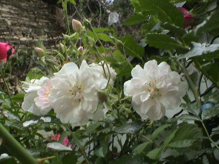 DSC00593 - PAUL S HIMALAYAN MUSK