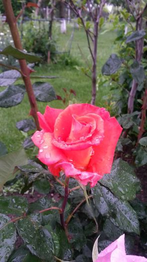20140530_082904