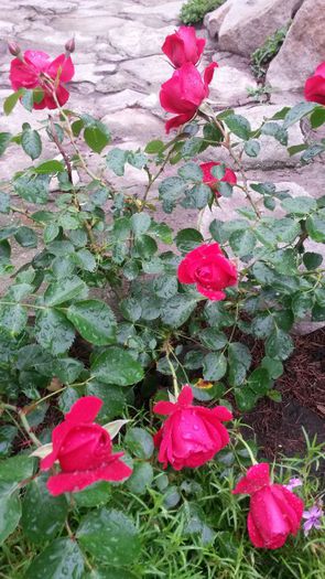 20140530_083003 - Trandafiri gradina 2014 _I