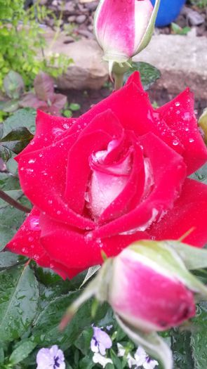 20140530_083121 - Trandafiri gradina 2014 _I