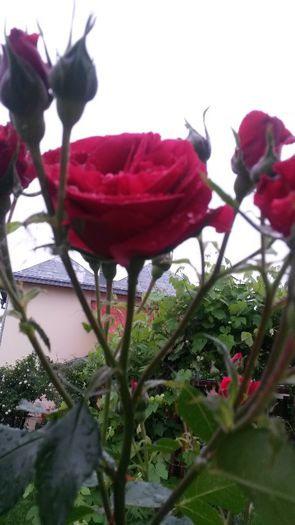 20140530_083436 - Trandafiri gradina 2014 _I