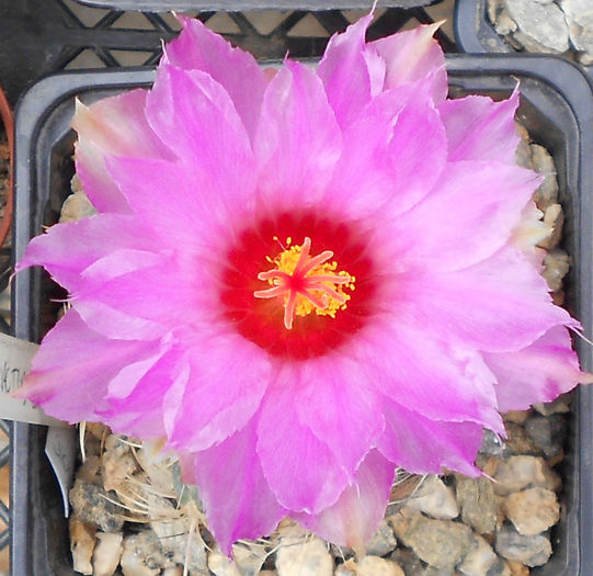 thelocactus bicolor