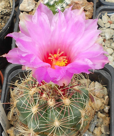 thelocactus bicolor