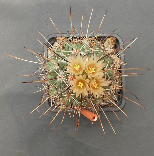 coryphantha potosina