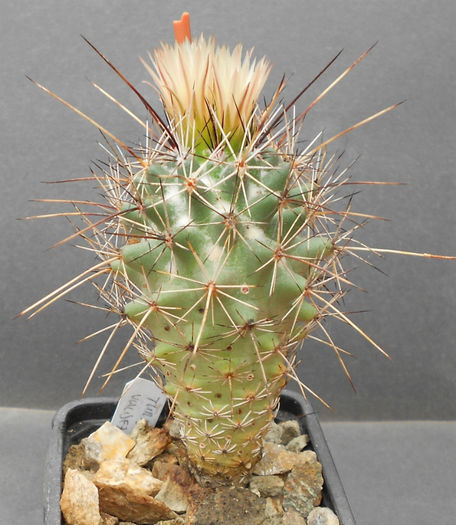 coryphantha potosina - b1-cactusi 2014